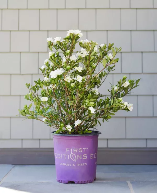 gardenia-first-editions-double-mint-gardenia-plant-2-gallon Gardenia First Editions Double Mint Gardenia Plant - 2 Gallon