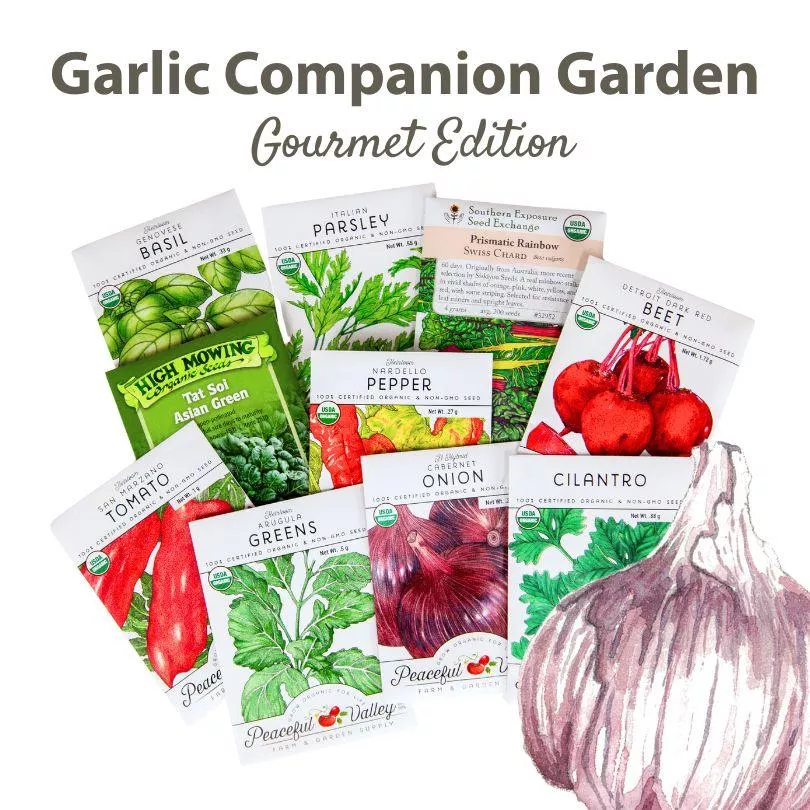 garlic-companion-garden-gourmet-edition The Garlic Companion Garden – Gourmet Edition