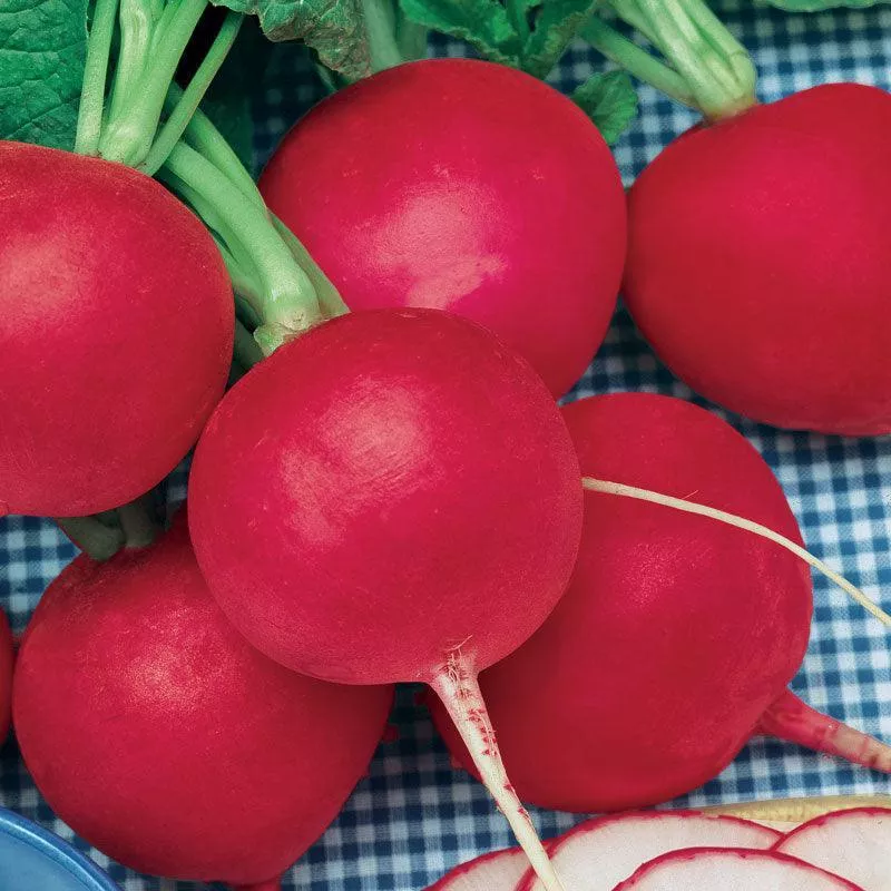 ‘German Giant’ Heirloom Radish Seeds (Organic)
