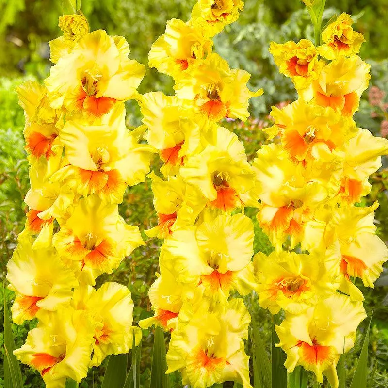 gladiolus-large-flowering-jester-pack-10 Gladiolus Large Flowering Jester (Pack of 10)