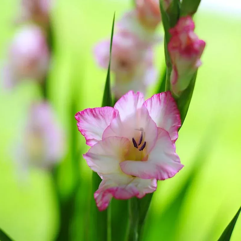 gladiolus-large-flowering-priscilla-pack-10 Gladiolus Large Flowering Priscilla(Pack of 10)