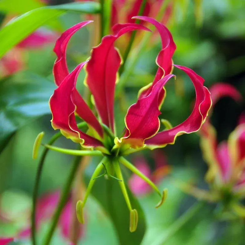 glory-lily-gloriosa-lily-1-pk (Glory Lily) Gloriosa Lily (1/pk)