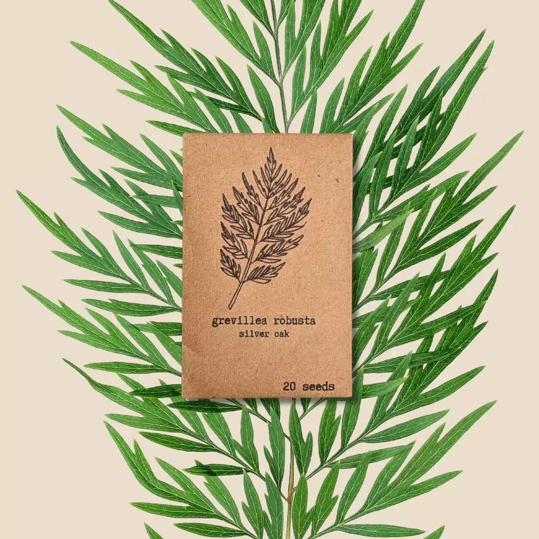 grevillea-robusta-silver-oak-seeds Grevillea Robusta 'Silver Oak' Seeds
