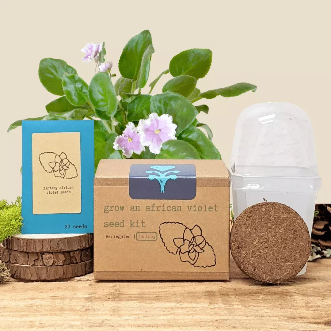 grow-african-violet-seed-kit Grow an African Violet Seed Kit