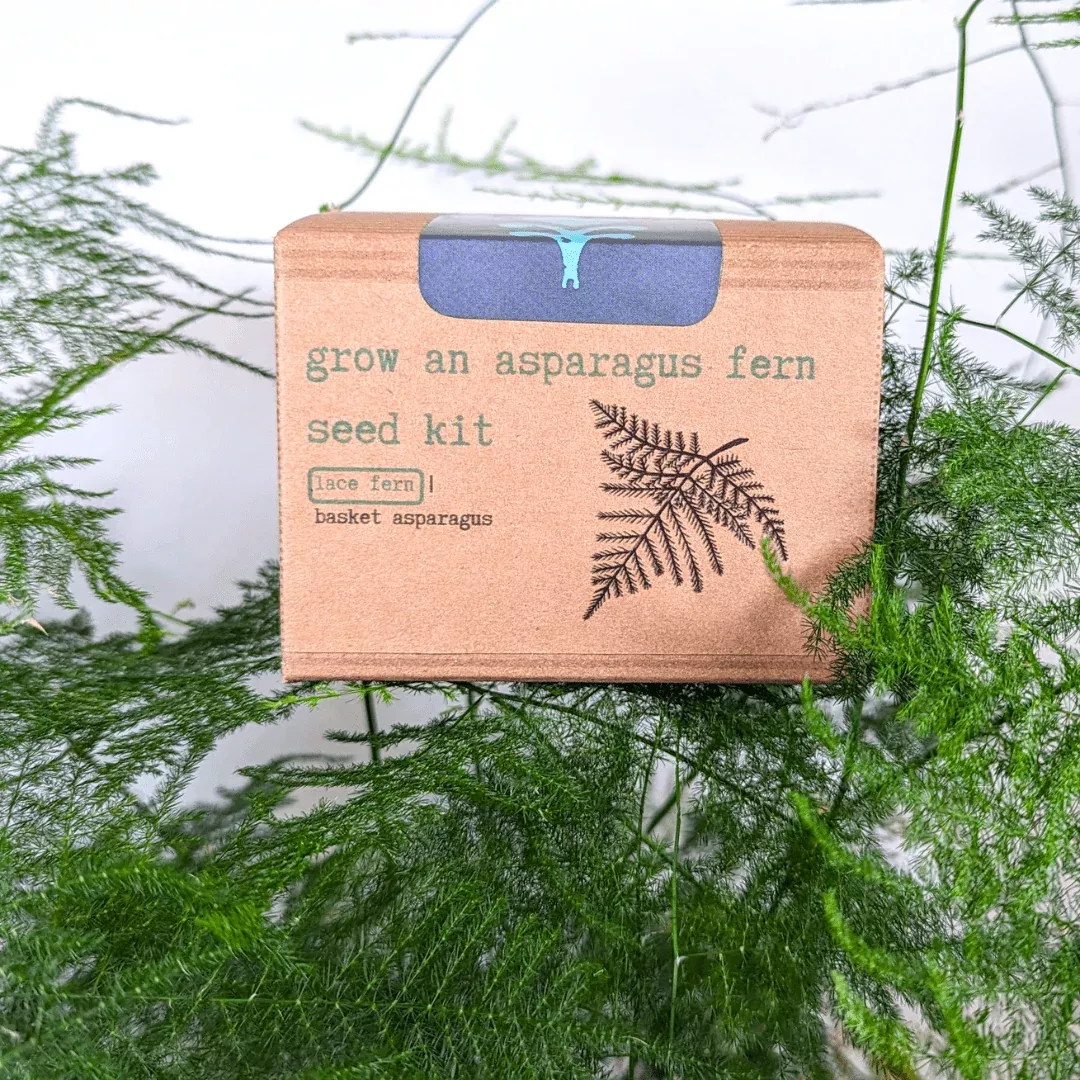 grow-asparagus-fern-plant-seed-kit Grow an Asparagus Fern Plant Seed Kit