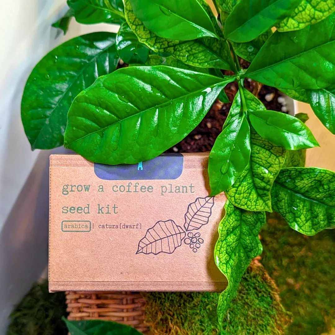 grow-coffee-plant-seed-kit Grow a Coffee Plant Seed Kit