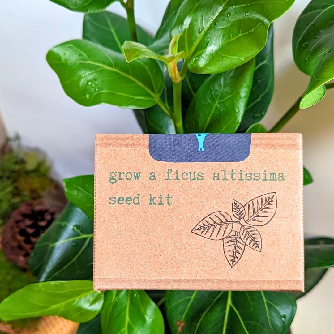 grow-ficus-altissima-seed-kit Grow a Ficus Altissima Seed Kit