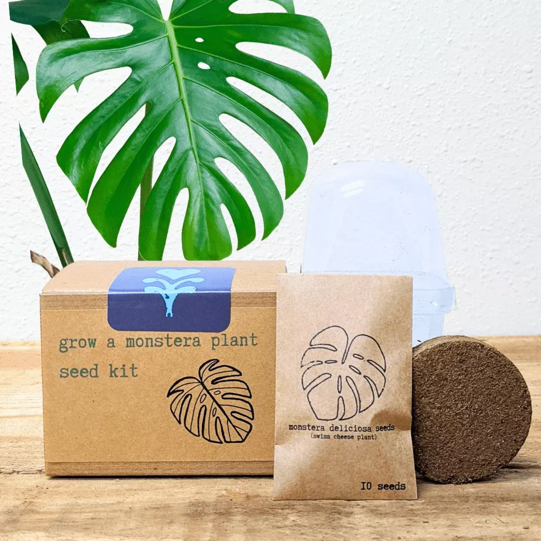 grow-monstera-seed-kit Grow a Monstera Seed Kit