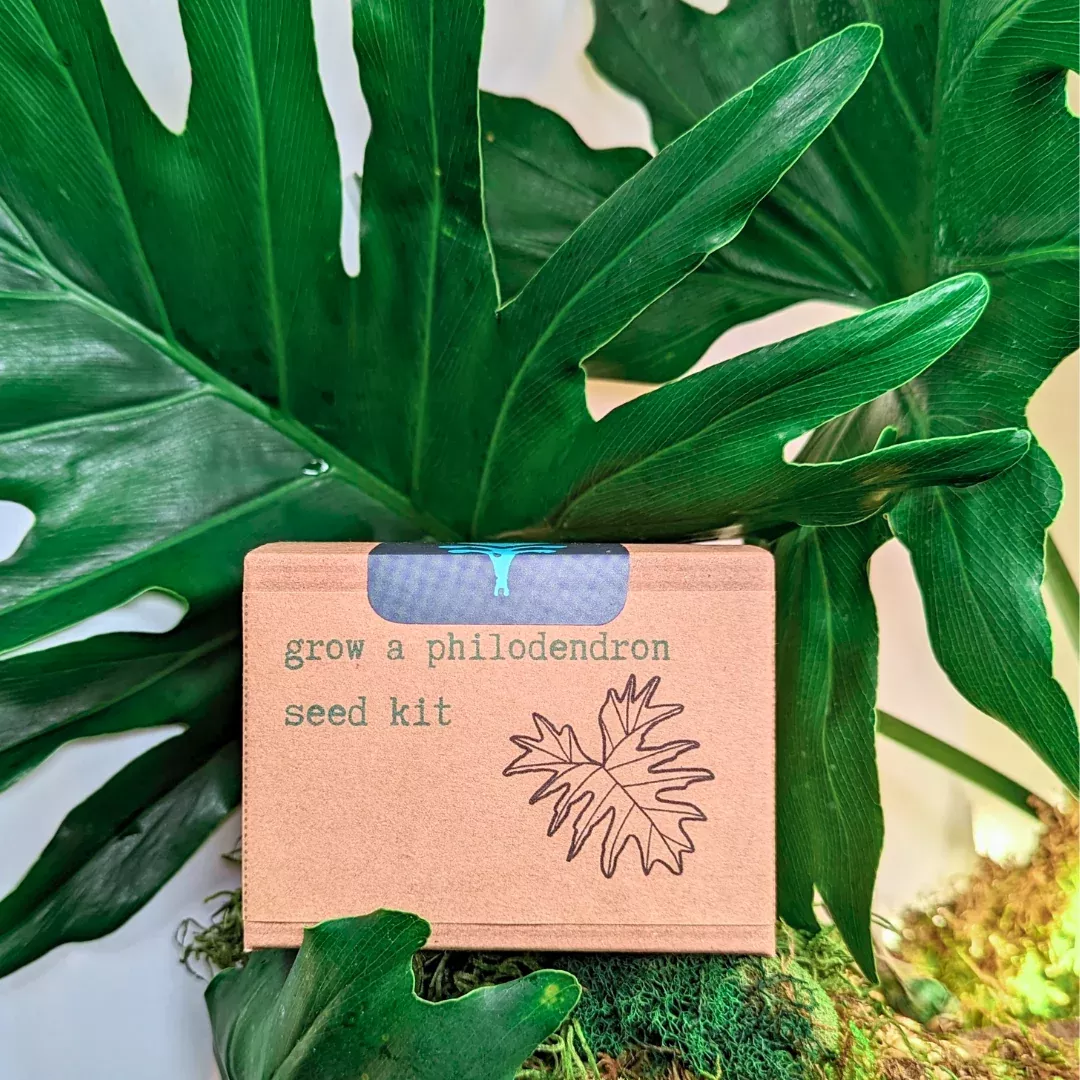 grow-philodendron-seed-kit Grow a Philodendron Seed Kit