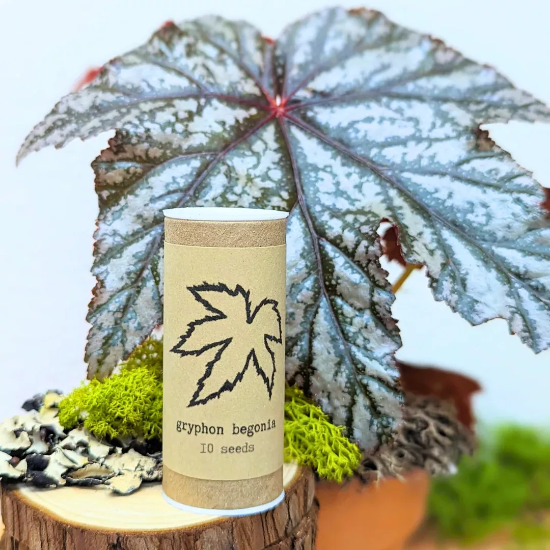 gryphon-begonia-seeds Gryphon Begonia Seeds