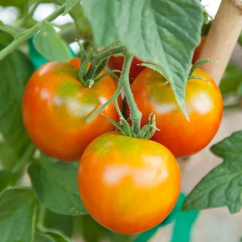 ‘Heirloom Stupice’ Early/Container Tomato Seeds (Organic)