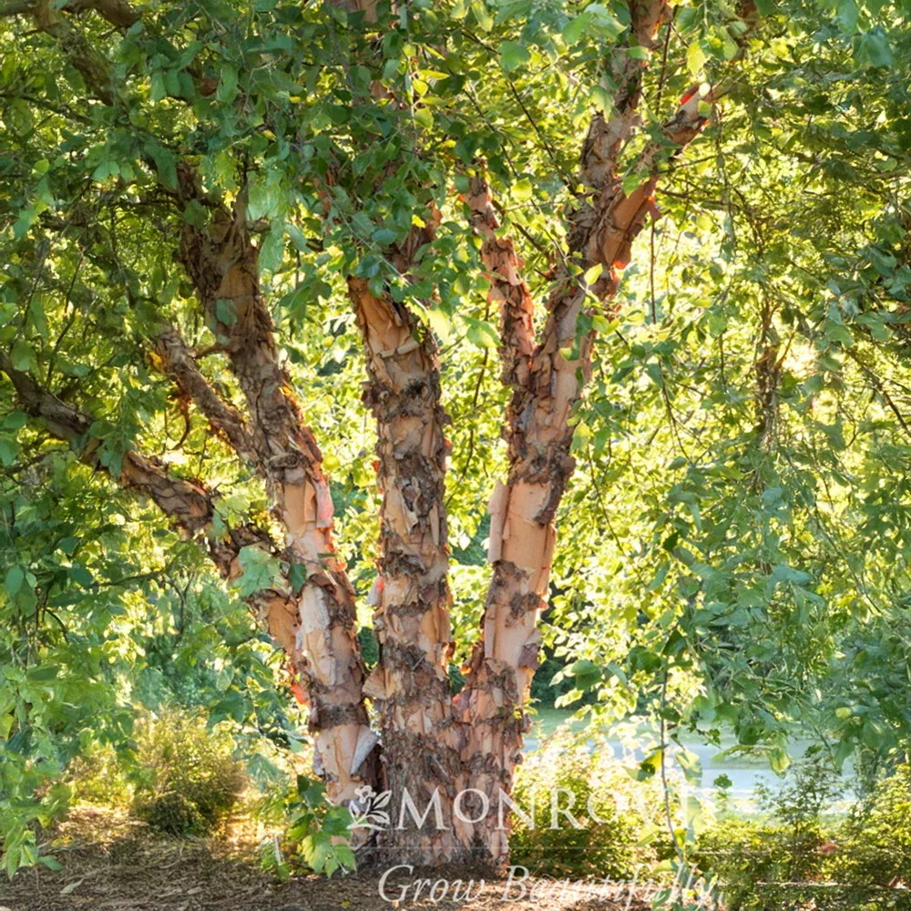 heritage-river-birch Heritage River Birch