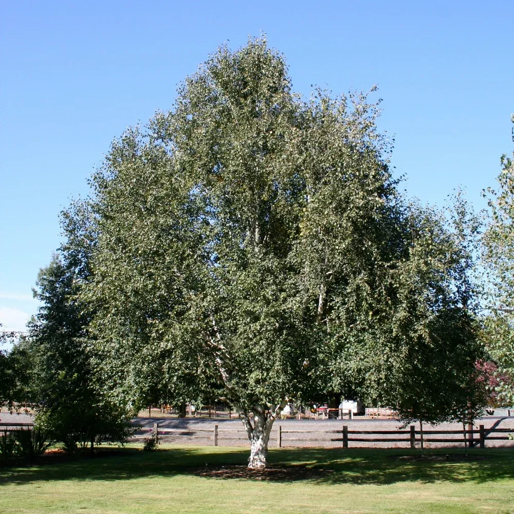 himalayan-birch Himalayan Birch