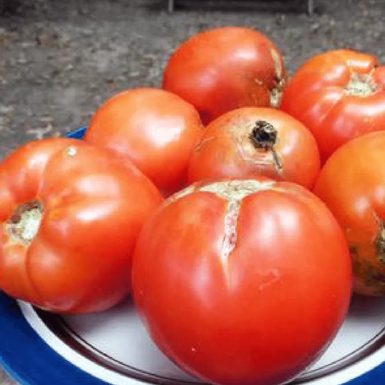Homestead 24 Tomato Seeds (Organic)