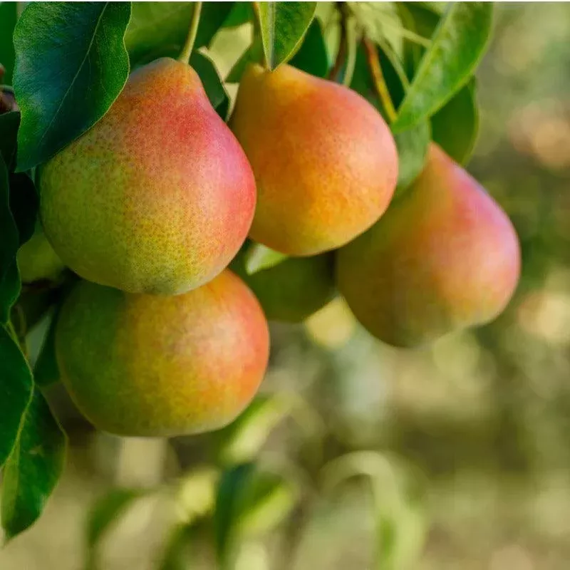 honeysweet-pear-tree Honeysweet Pear Tree