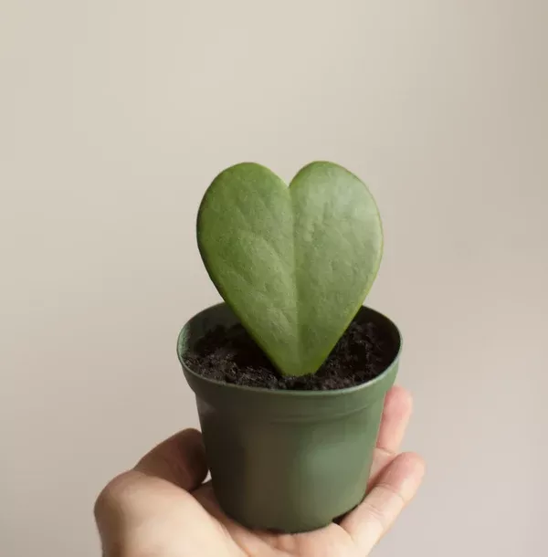 Hoya Heart Plant - 3 Inch Plant
