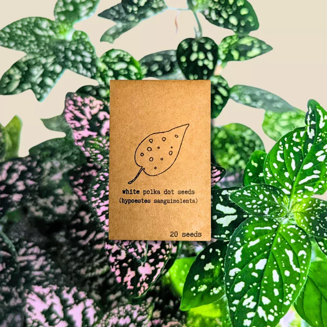 hypoestes-polka-dot-plant-seeds Hypoestes 'Polka Dot Plant' Seeds
