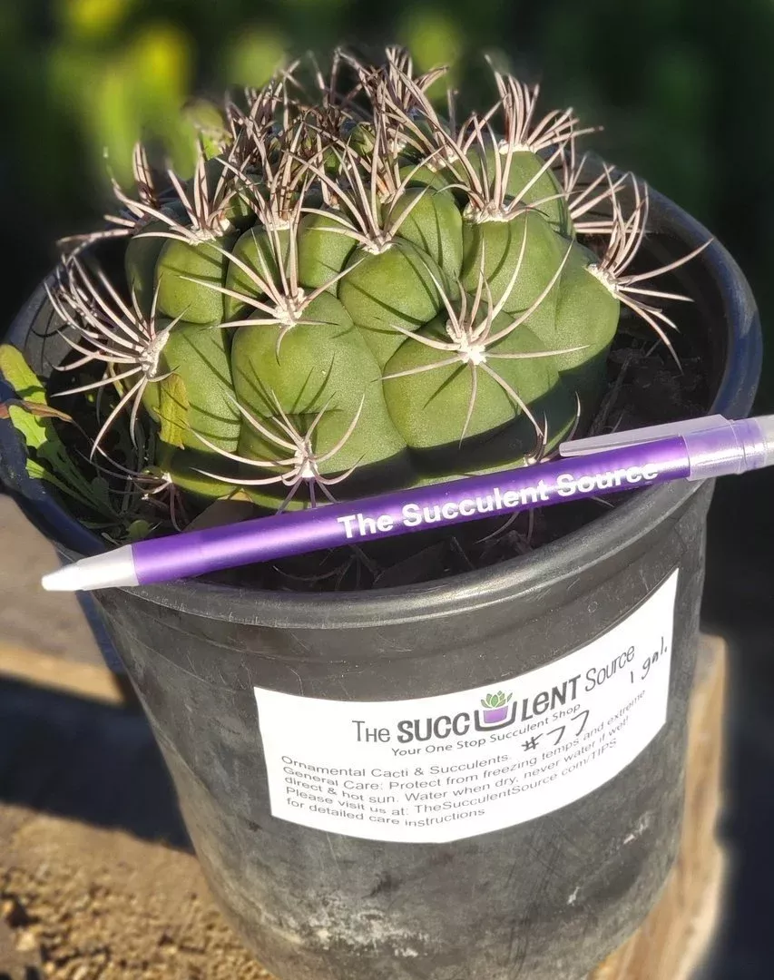 i-77-exact-gymnocalycium-saglione-cactus-in-1-gallon #I-77 Exact Gymnocalycium Saglione Cactus in 1 gallon
