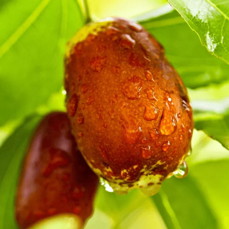 Jujube GA 866 Tree