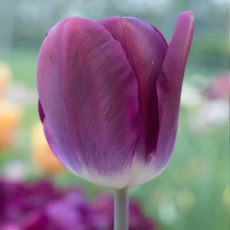kansas-proud-triumph-tulip-bulbs-pack-7 Kansas Proud Triumph Tulip Bulbs (Pack of 7)