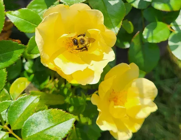 knock-out-easy-out-easy-bee-zy-plant-2-gallon Knock Out Easy Out Easy Bee-Zy Plant - 2 Gallon