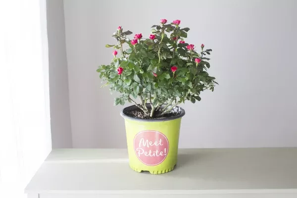 knock-out-miniature-petite-red-rose-plant-1-gallon Knock Out Miniature Petite Red Rose Plant - 1 Gallon
