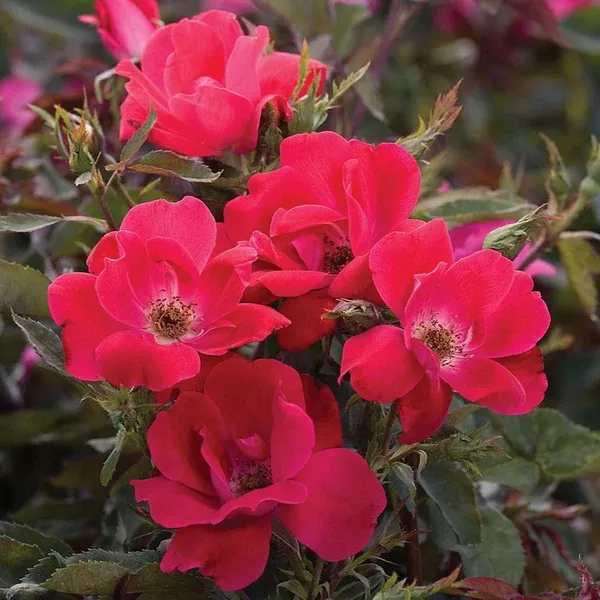 knock-out-single-red-rose-2-gallon Knock Out Single Red Rose - 2 Gallon