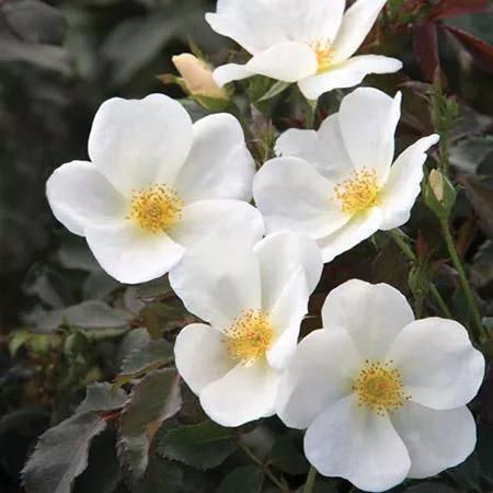 knock-out-white-roses-2-gallon Knock Out White Roses - 2 Gallon