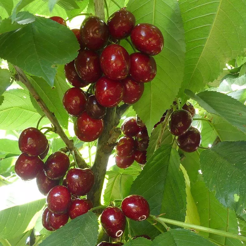 lapins-cherry-tree Lapins Cherry Tree