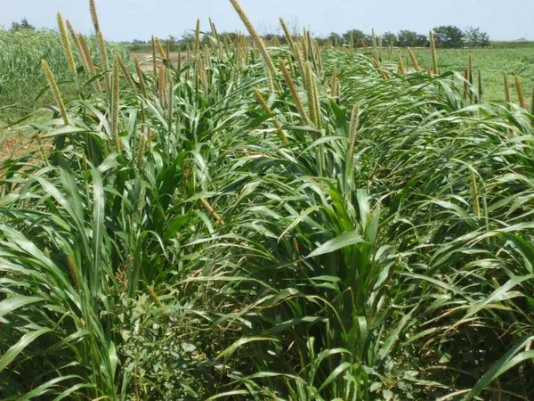leafy-tr7-hybrid-pearl-millet-seed Leafy TR7 Hybrid Pearl Millet Seed