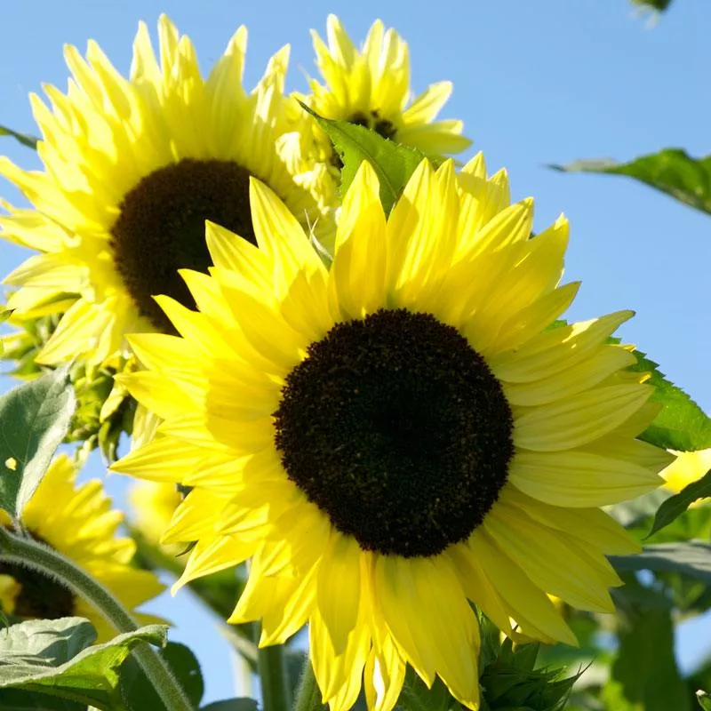 lemon-queen-sunflower Lemon Queen Sunflower