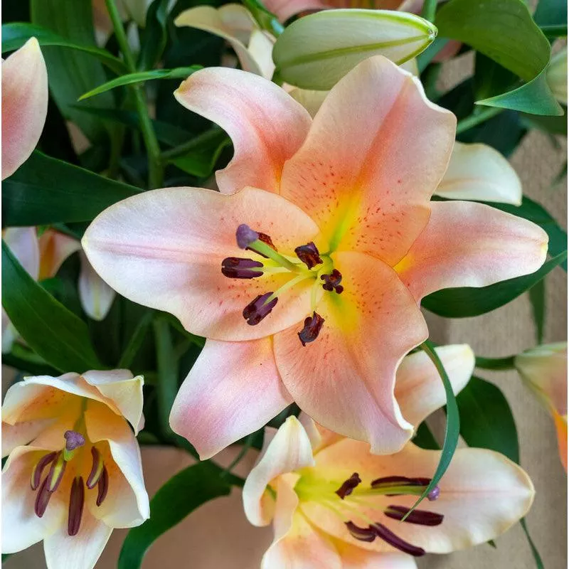 lilium-oriental-salmon-star-pack-2 Lilium Oriental Salmon Star (Pack of 2)