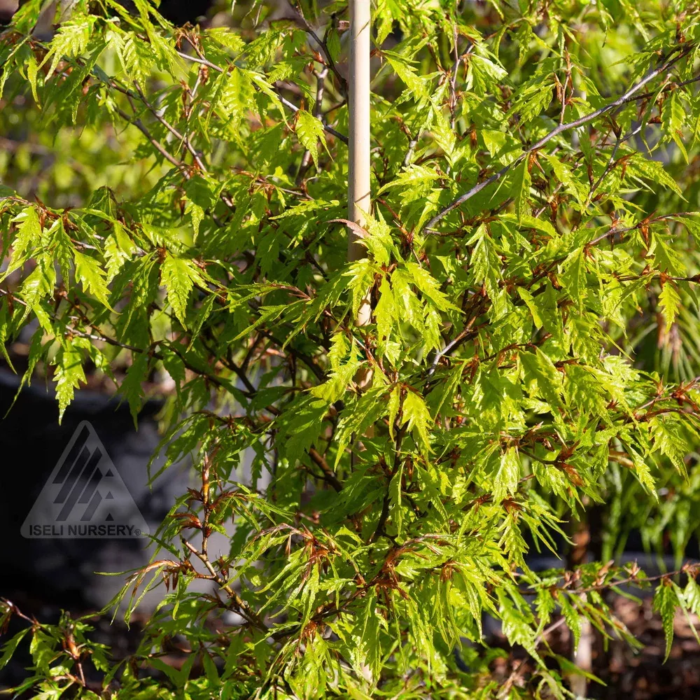 mercedes-fernleaf-european-beech Mercedes Fernleaf European Beech