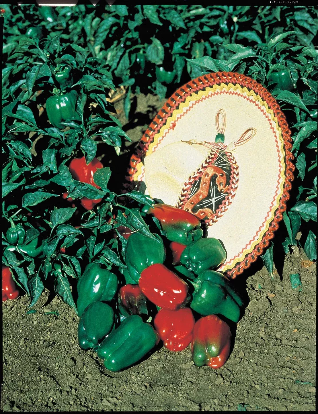 mexibell-hybrid-pepper-seeds Mexibell Hybrid Pepper Seeds