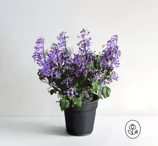 mona-lavender-plant-6-inch Mona Lavender Plant - 6 inch
