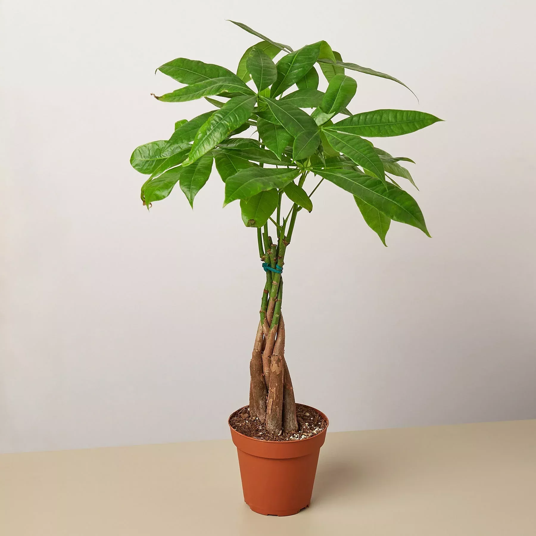 money-tree-guiana-chestnut-pachira-braid Money Tree 'Guiana Chestnut' Pachira Braid