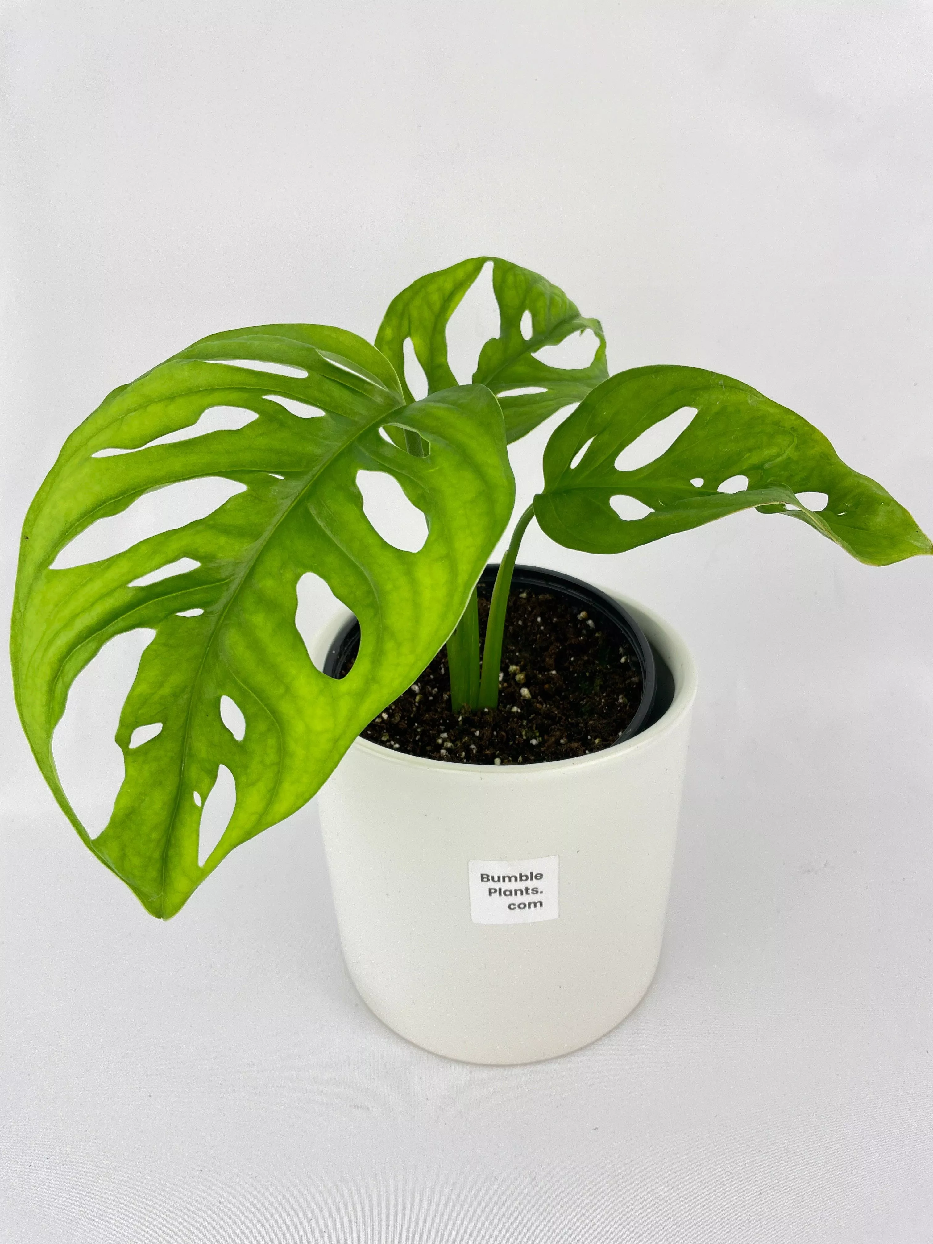monstera-adansonii-wide-leaf-form Monstera Adansonii Wide Leaf Form