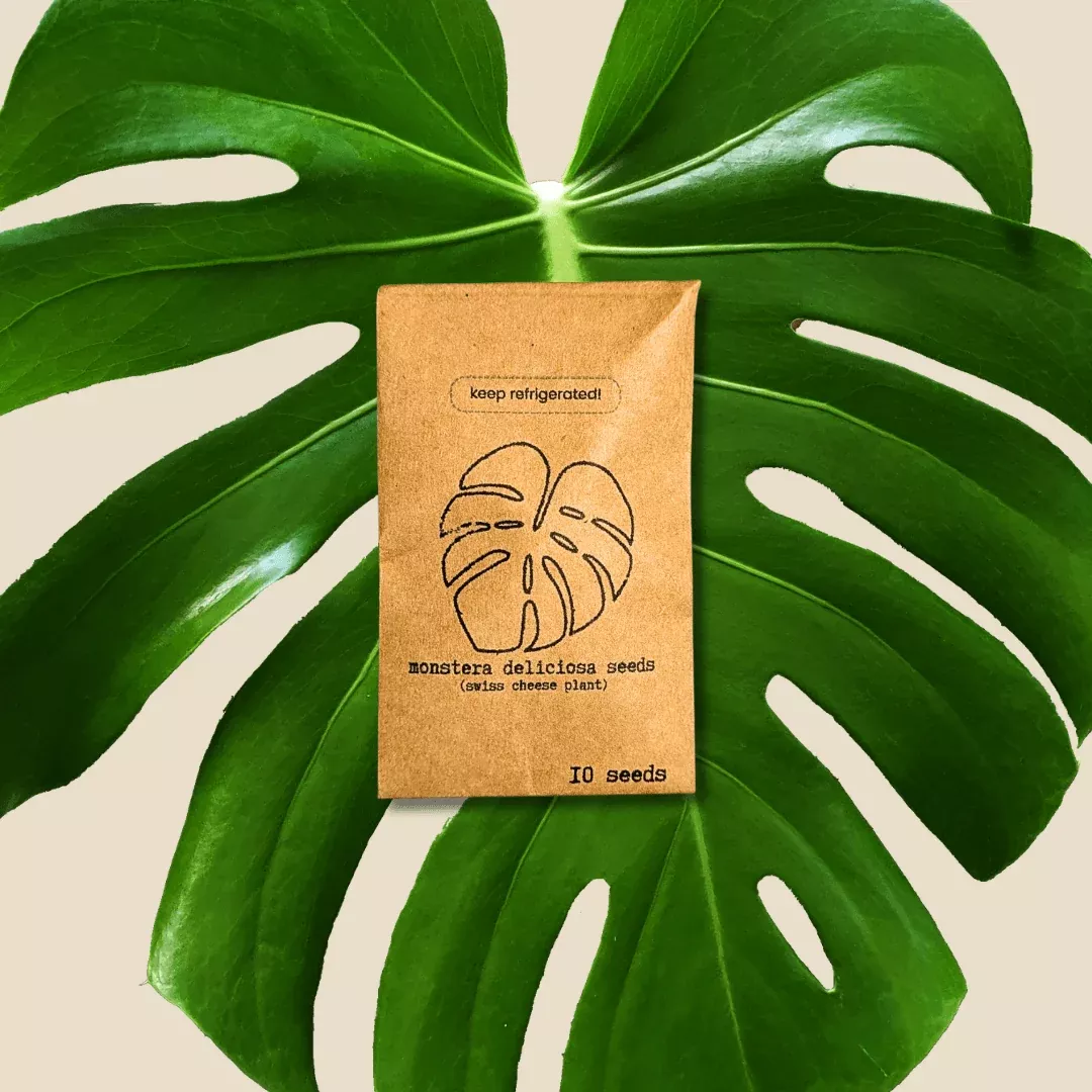 monstera-deliciosa-swiss-cheese-plant-seeds Monstera Deliciosa "Swiss Cheese Plant" Seeds