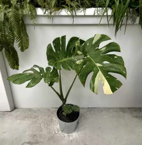 monstera-thai-constellation-plant-with-deco-pot-1-gallon-foliage Monstera Thai Constellation Plant with Deco Pot - 1 Gallon Foliage