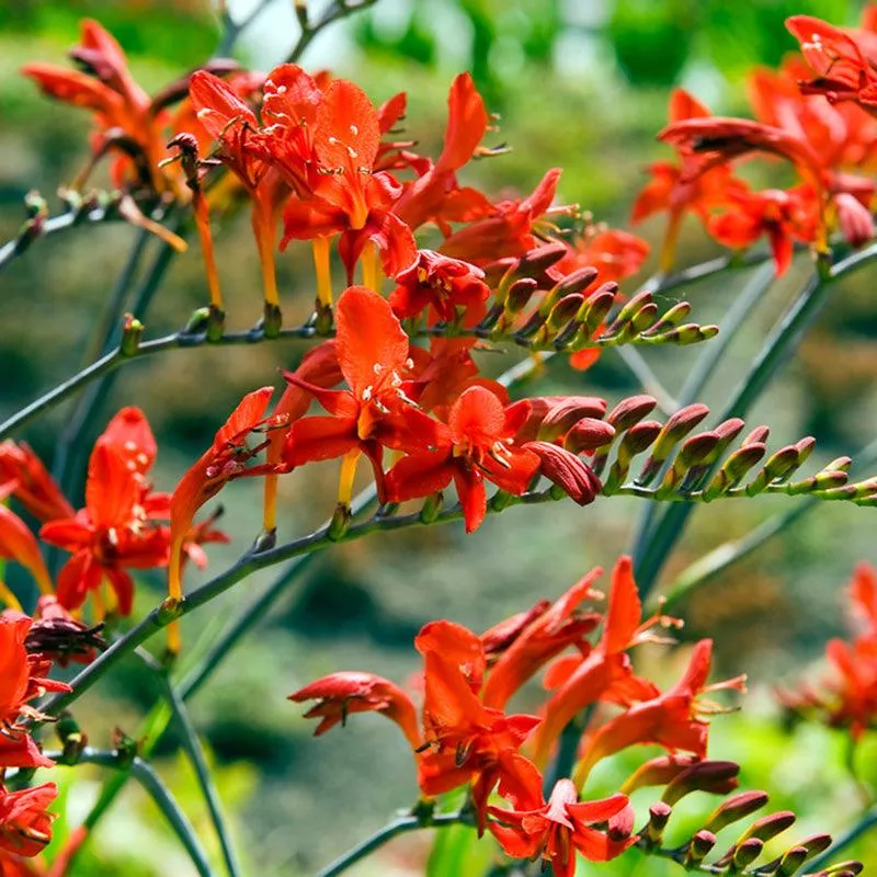 montbretia-crocosmia-lucifer-5-pk (Montbretia) Crocosmia Lucifer (5/pk)