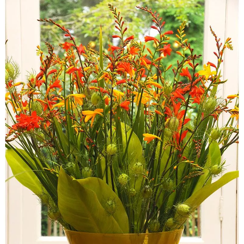 montbretia-crocosmia-mixture-8-pk (Montbretia) Crocosmia Mixture (8/pk)