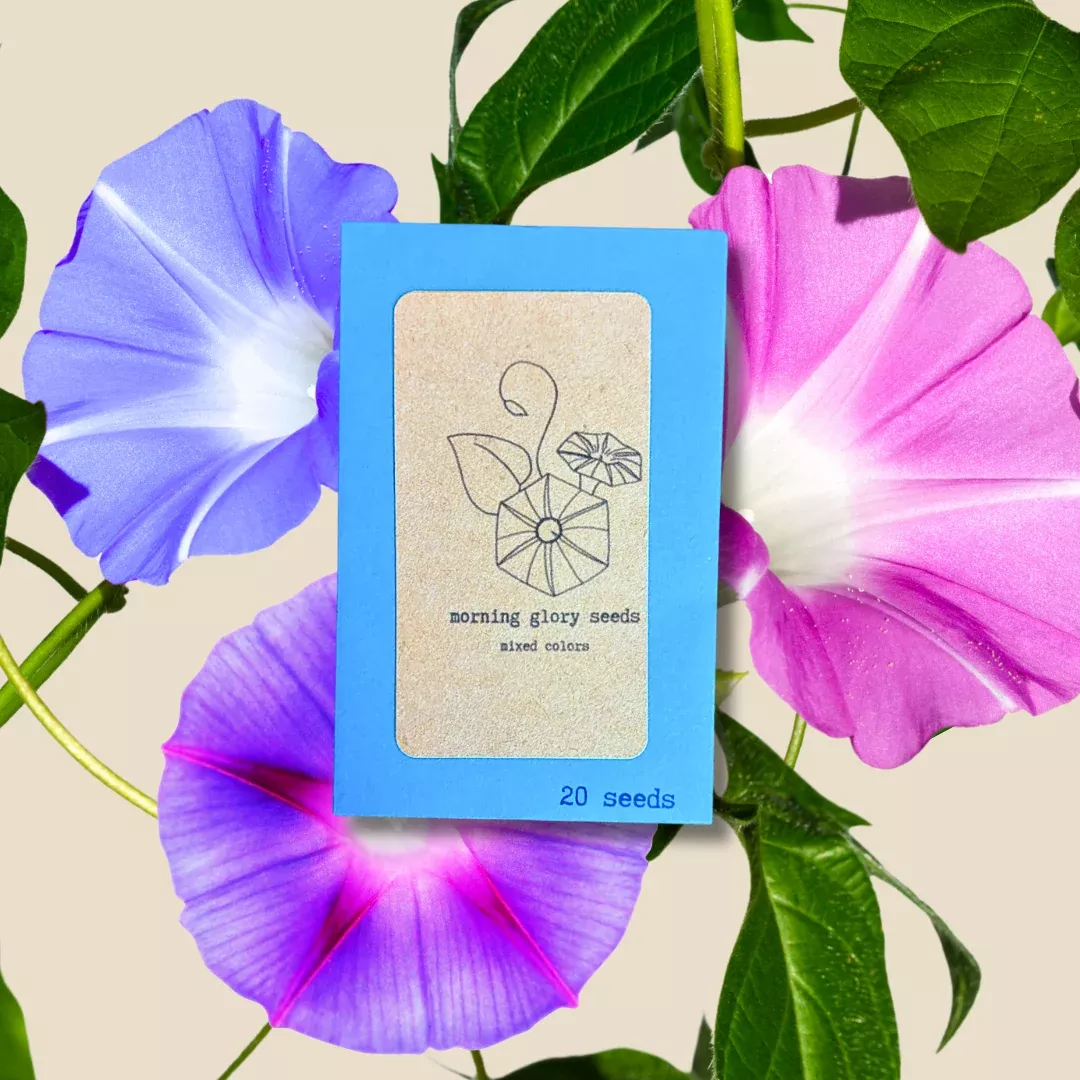 Morning Glory Seeds