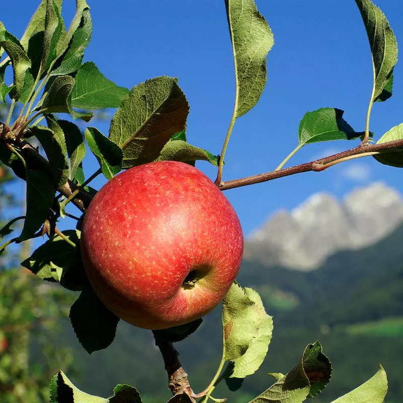 Mother Apple Tree