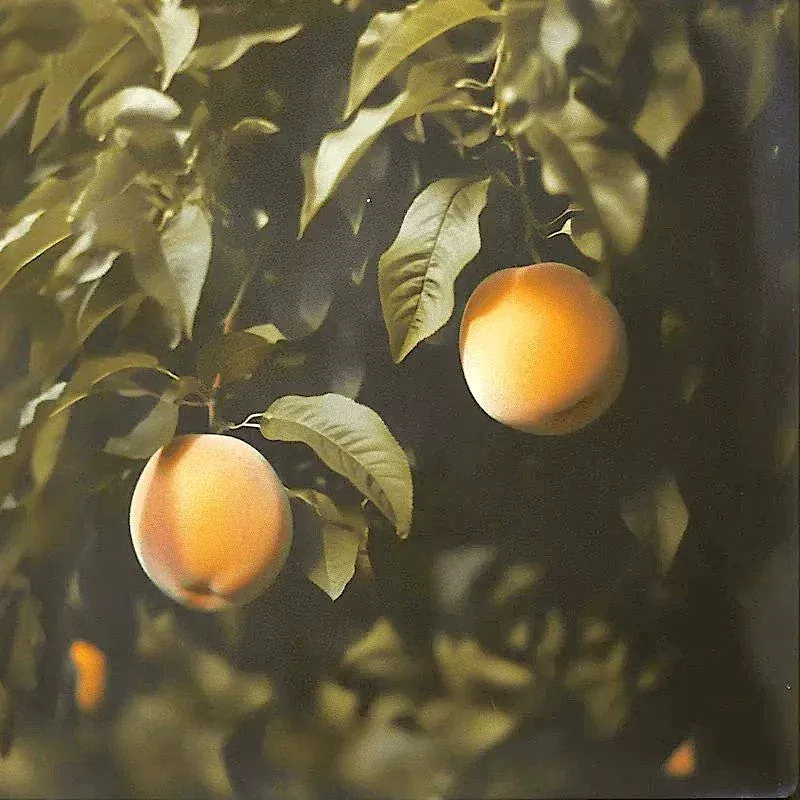 Muir Peach Tree