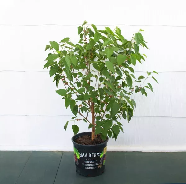mulberry-dwarf-everbearing-plant-1-gallon Mulberry Dwarf Everbearing Plant - 1 Gallon