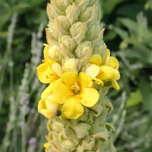 Mullein Seeds (Organic)