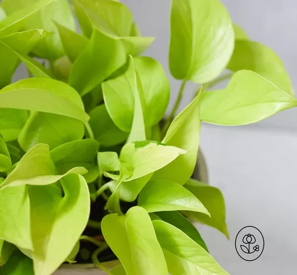 Neon Pothos Plant - 6"
