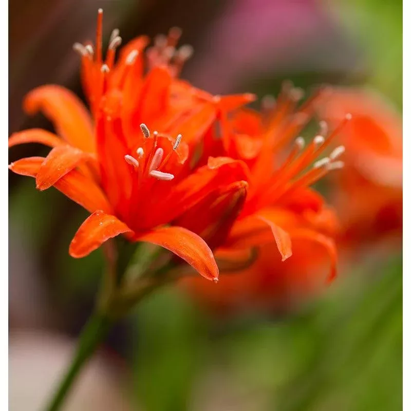 nerine-sarsiensis-red-pack-2 Nerine Sarsiensis Red (Pack of 2)