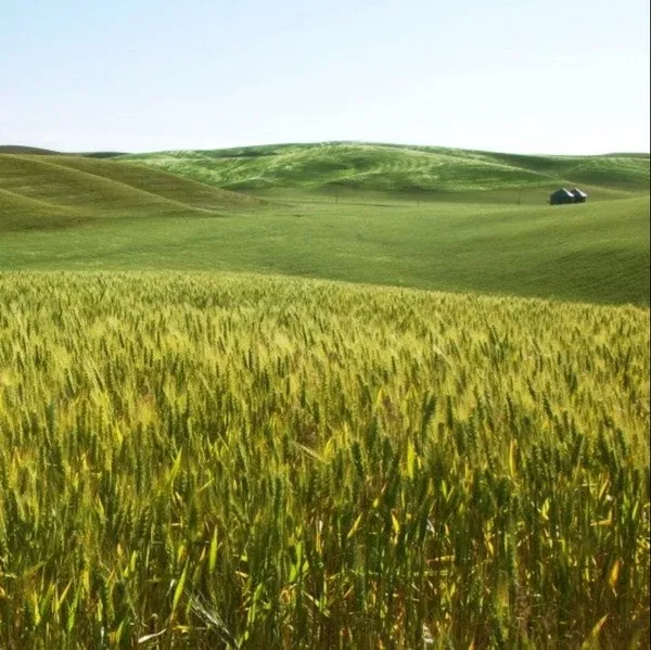 nomini-barley-seed Nomini Barley Seed