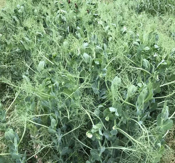 on-backorder-keystone-winter-pea-seed (On Backorder) Keystone Winter Pea Seed